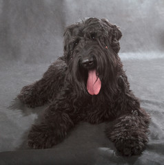 Black Russian Terrier