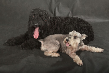 Black Russian Terrier & Schnauzer