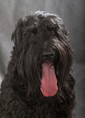 Black Russian Terrier