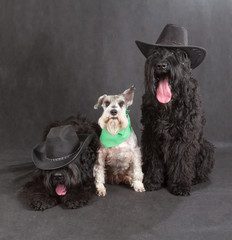 Black Russian Terrier & Schnauzer