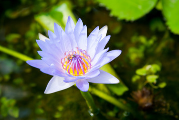 Close up of beautiful purple lotus blossom in pool