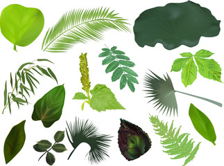 isolated set of different green foliage