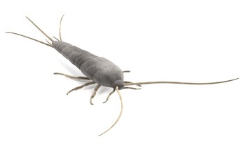 realistic 3d render of lepisma saccharina