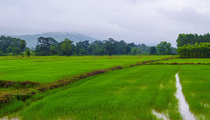 paddy fields and storm