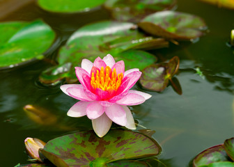 PInk Lotus on the River