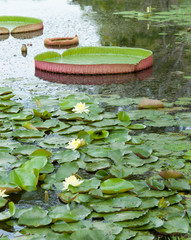 Giant leaves of the Victoria waterlily in pool