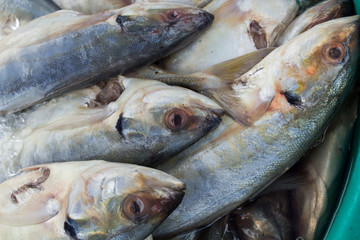 Seafood at the fish market