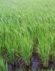 rice in farm