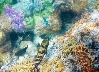 reef fishes and corals