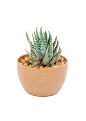 green cactus isolated on white with clipping path