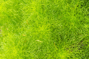 texture background of green leaves