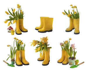 Set 6 pair of yellow gumboots and daffodils, tulips, mimosa  iso