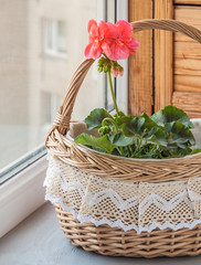 Fototapeta na wymiar Basket with pink pelargonium (geraniums) in the window