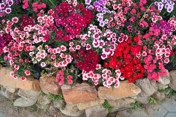 Colorful folwers in a garden
