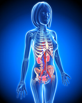 Anatomy of female Urinary system in blue