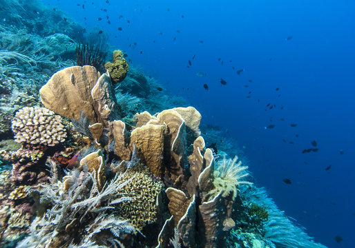 Bunaken National Marine Park.Indonesia