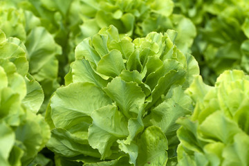 Field of Green Frisee lettuce growing in rows