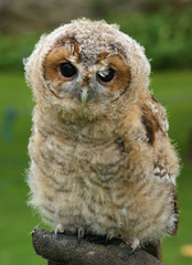 jeune chouette