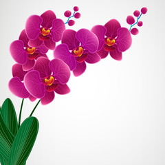 Floral design background. Orchid flowers.