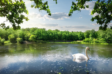 Naklejka na ściany i meble Swan on the river