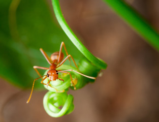 red ant on green leaf