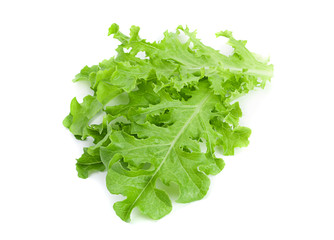 Obraz premium Green lettuce salad fresh leaf