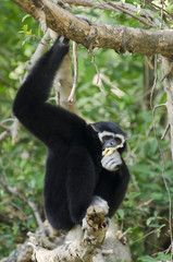 White Cheeked Gibbon or Lar Gibbon