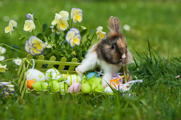 Fototapeta premium Osterhase