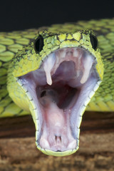Fototapeta premium Attacking snake / Atheris nitschei