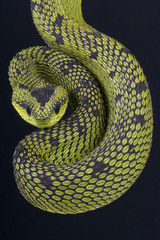 Great Lakes Bush Viper / Atheris nitschei