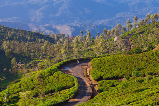 Tea plantations