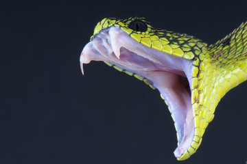 Obraz premium Gryzący wąż