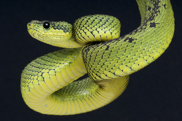 Coiled up viper / Atheris nitschei