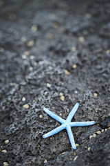 starfish