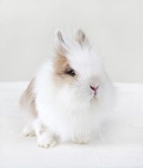 Rabbit with white fur