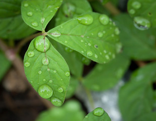 Beautiful green leaf with drops of water