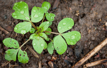 Beautiful green leaf with drops of water