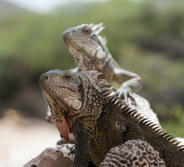 Green Iguana's Reptiles at Lagun Beach Curaca caribbean island