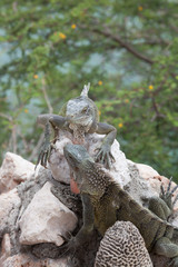 Green Iguana's Reptiles at Lagun Beach Curaca caribbean island
