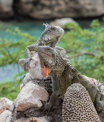 Green Iguana's Reptiles at Lagun Beach Curaca caribbean island