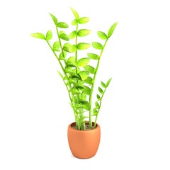 realistic 3d render of zamioculcas
