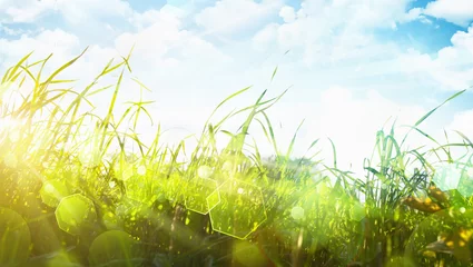 Fensteraufkleber Grünes Gras und strahlende Sonne © Pasko Maksim 