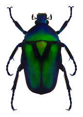 Flower chafer