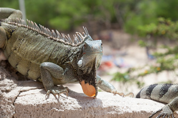 Green Iguana's Reptiles at Lagun Beach Curaca caribbean island