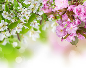 Obraz na płótnie Canvas Spring blossoms background