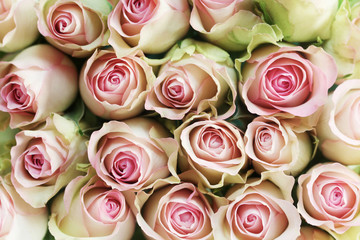 Pink Roses