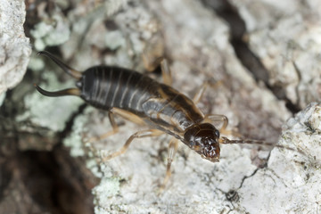 Earwig on wood, macro photo