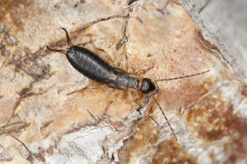 Earwig on wood, macro photo