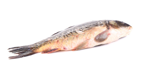 Mirror carp.