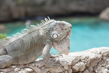 Green Iguana's Reptiles at Lagun Beach Curaca caribbean island